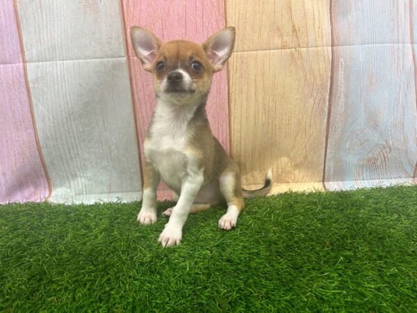 [#29561] Chocolate / White Male Chihuahua Puppies for Sale