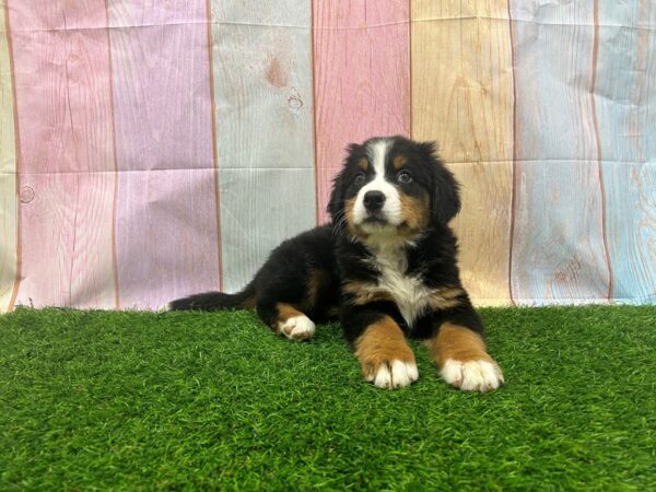 [#29565] Black Rust / White Female Bernese Mountain Dog Puppies for Sale