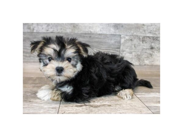 [#2257] Black / Tan Female Silkese Puppies for Sale