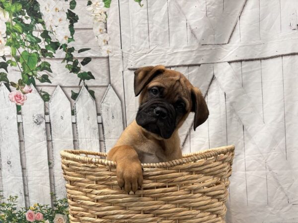 [#2276] Red Fawn Male Bullmastiff Puppies for Sale