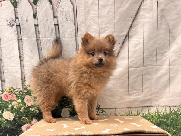 [#2275] Blue Sable Female Pomeranian Puppies for Sale