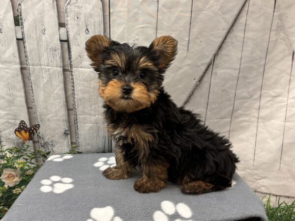 [#2283] Black / Brown Female Yorkshire Terrier Puppies for Sale