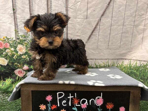 [#2284] Black / Brown Male Yorkshire Terrier Puppies for Sale