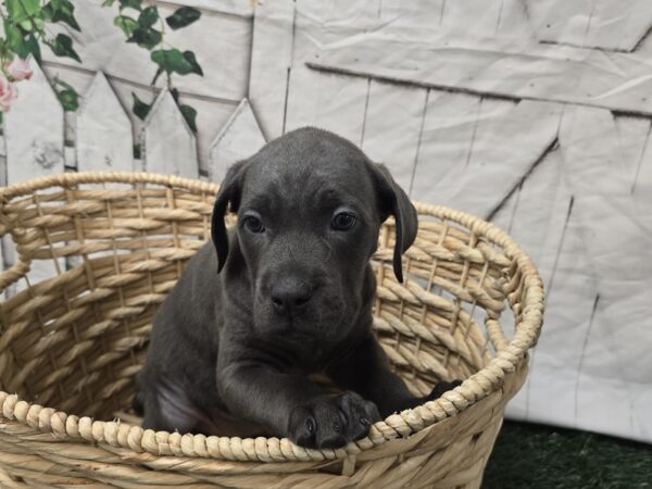 [#2288] Blue Female Cane Corso Puppies for Sale