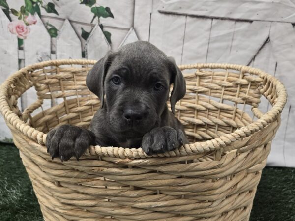 [#2289] Blue Male Cane Corso Puppies for Sale