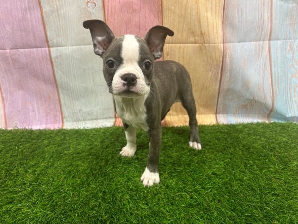[#29550] Blue Female Boston Terrier Puppies for Sale