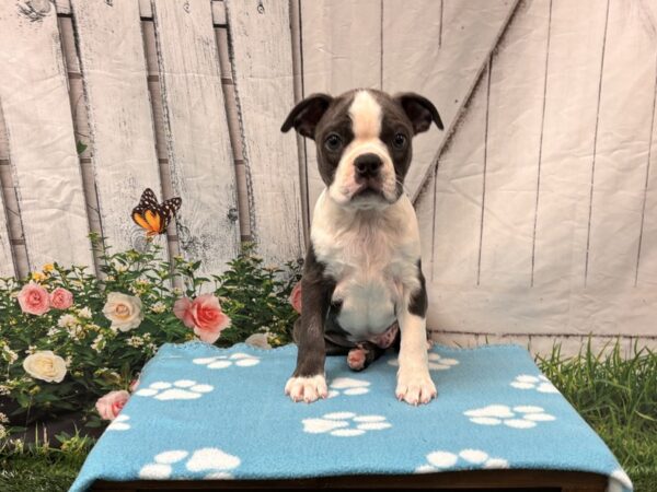 [#2292] Blue / White Male Boston Terrier Puppies for Sale