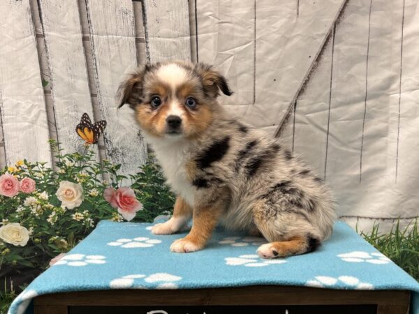 [#2301] Blue Merle White and Tan Female Toy Australian Shepherd Puppies for Sale