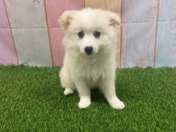 [#29556] White Female American Eskimo Puppies for Sale