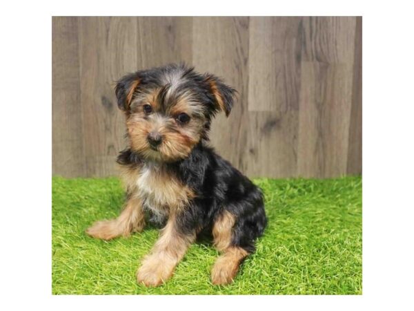 [#29625] Black / Tan Female Yorkshire Terrier Puppies for Sale