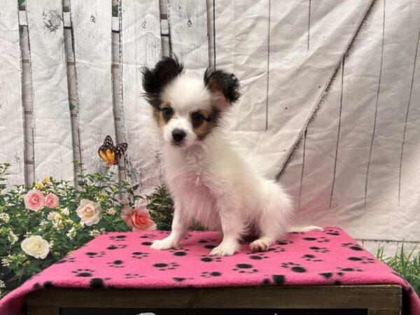 [#2320] White / Sable Male Papillon Puppies for Sale