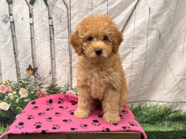 [#2314] Apricot Female Poodle Puppies for Sale