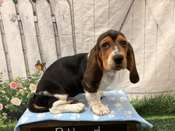 [#2326] Black Tan / White Male Basset Hound Puppies for Sale