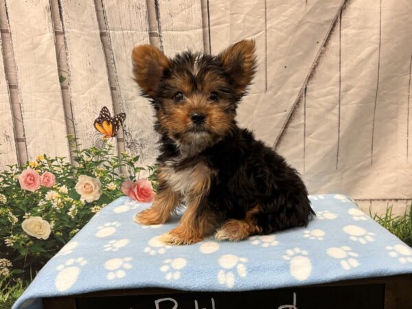 [#2325] Black / Tan Female Yorkshire Terrier Puppies for Sale