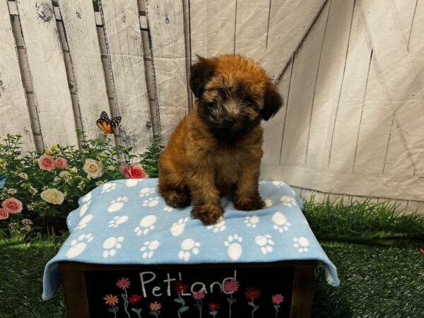 [#2329] Wheaten Female Soft Coated Wheaten Terrier Puppies for Sale
