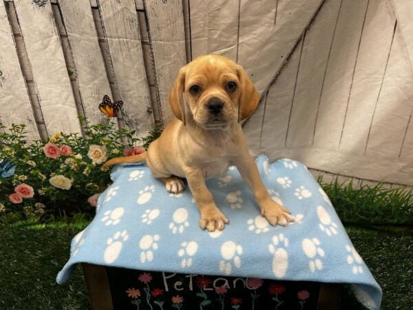 [#2328] Cream Male Puggle Puppies for Sale