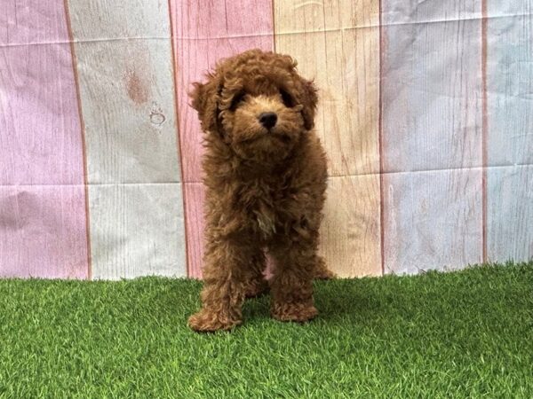 [#29617] Red Male Poodle Puppies for Sale