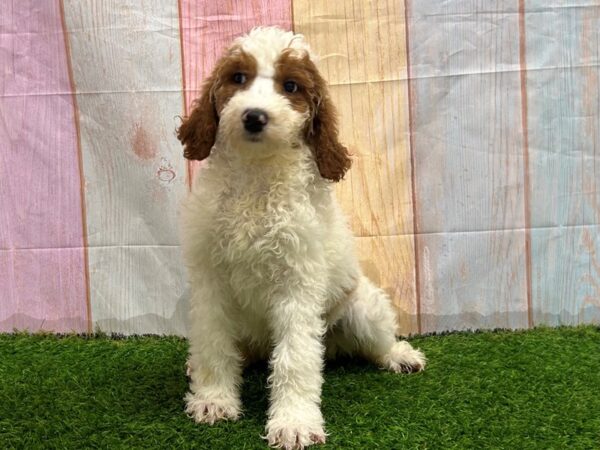 [#29618] Red / White Male Standard Poodle Puppies for Sale