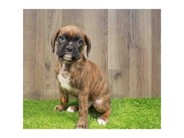 [#29647] Brindle Male Boxer Puppies for Sale
