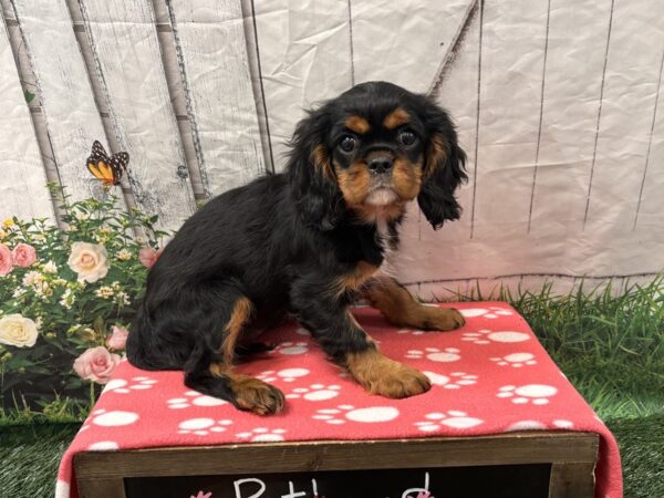 [#2339] Tri-Colored Female Cavalier King Charles Spaniel Puppies for Sale