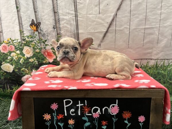 [#2338] Lilac Merle Female French Bulldog Puppies for Sale