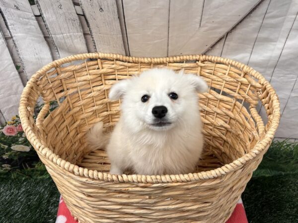 [#2332] White Male American Eskimo Dog Puppies for Sale