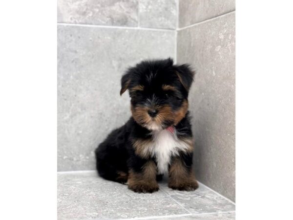 [#29654] Black / Tan Male Yorkshire Terrier Puppies for Sale