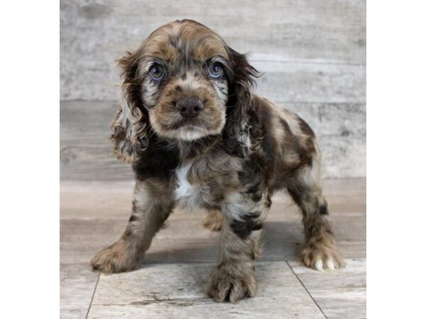 [#29652] Chocolate Roan Female Cocker Spaniel Puppies for Sale