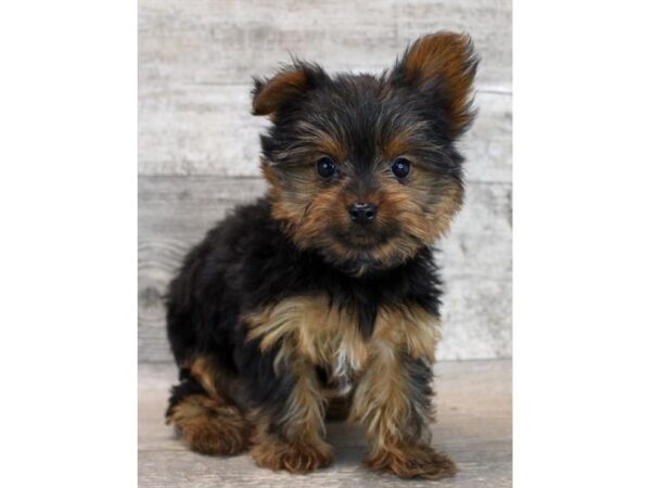 [#29655] Black / Tan Female Yorkshire Terrier Puppies for Sale