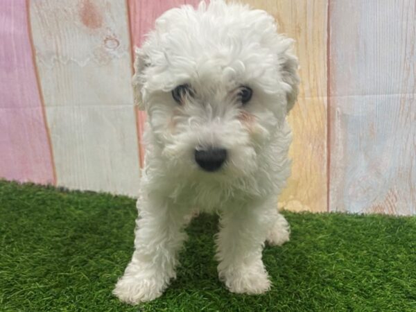 [#29640] White Male Bichon Frise Puppies for Sale