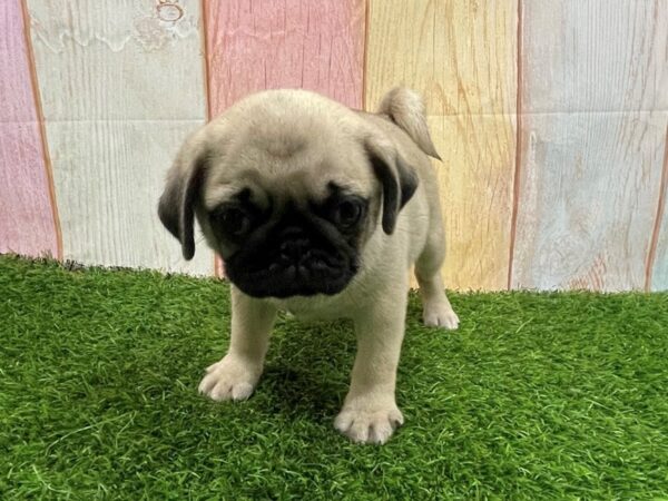 [#29639] Fawn Female Pug Puppies for Sale