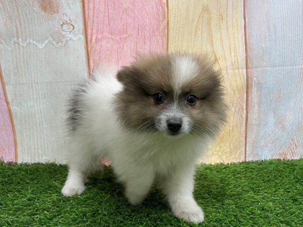 [#29638] Blue Female Pomeranian Puppies for Sale