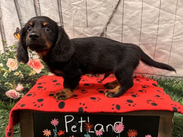 [#2351] Black / Tan Male Dachshund Puppies for Sale