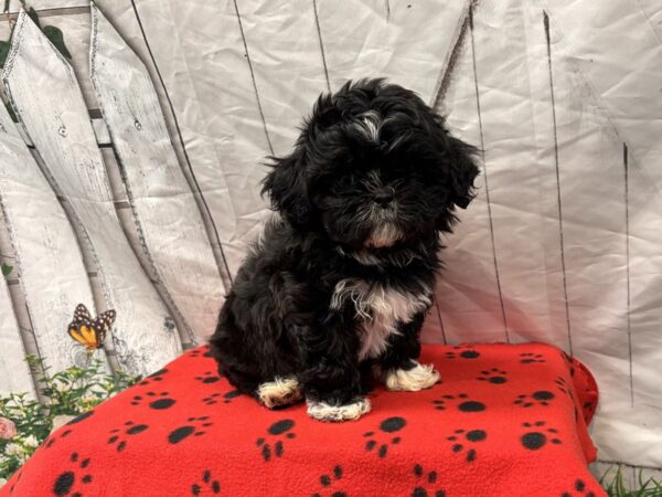 [#2346] Black Female Shihpoo Puppies for Sale