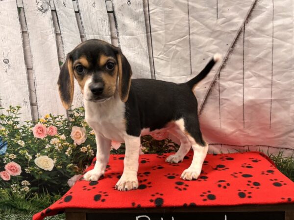 [#2348] Black White / Tan Female Beagle Puppies for Sale