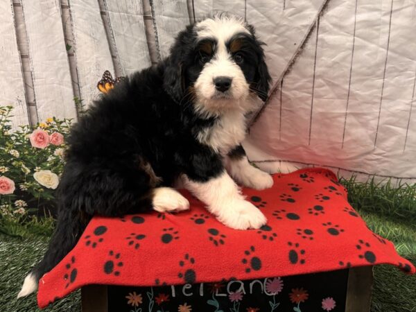 [#2342] Tri-Colored Male Bernedoodle Mini Puppies for Sale
