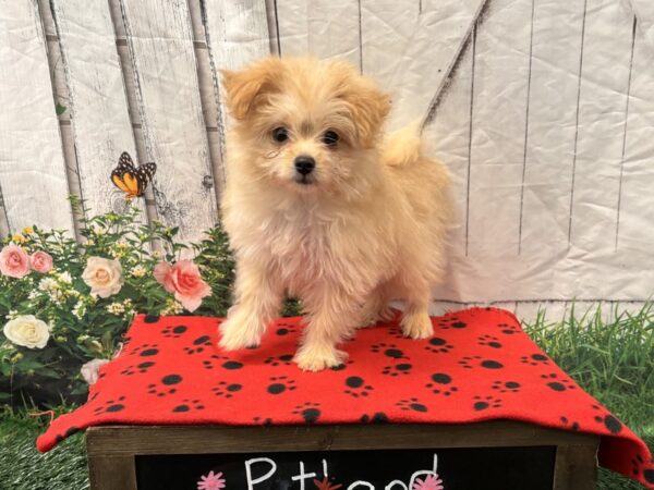 [#2349] Apricot Female Pomapoo Puppies for Sale