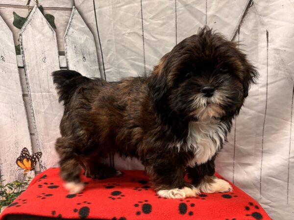 [#2343] Brindle Male Shihpoo Puppies for Sale