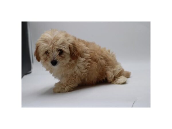 [#29666] Apricot Female Yorkiepoo Puppies for Sale