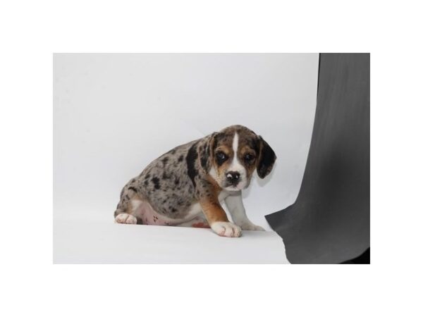 [#29663] Blue Merle Female Beabull Puppies for Sale