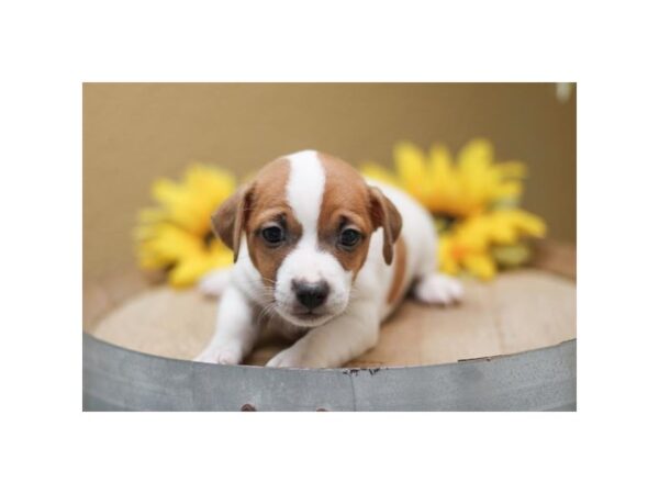 [#29660] Brown / White Female Jack Russell Terrier Puppies for Sale