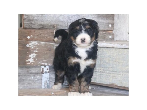 [#29674] Tri-Colored Female Bernedoodle Puppies for Sale