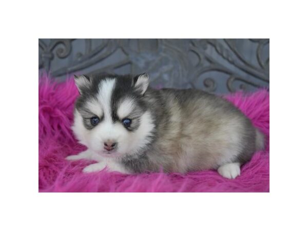 [#29677] Gray / White Female Pomsky Puppies for Sale