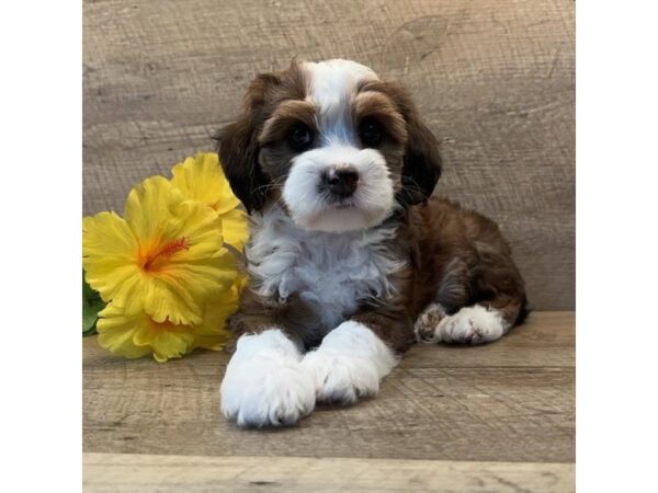 [#29678] Sable Female Bernedoodle Mini Puppies for Sale