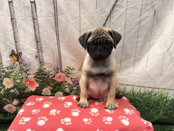 [#2367] Fawn Male Pug Puppies for Sale