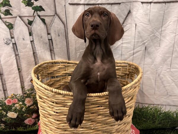 [#2359] Chocolate Female Great Dane Puppies for Sale