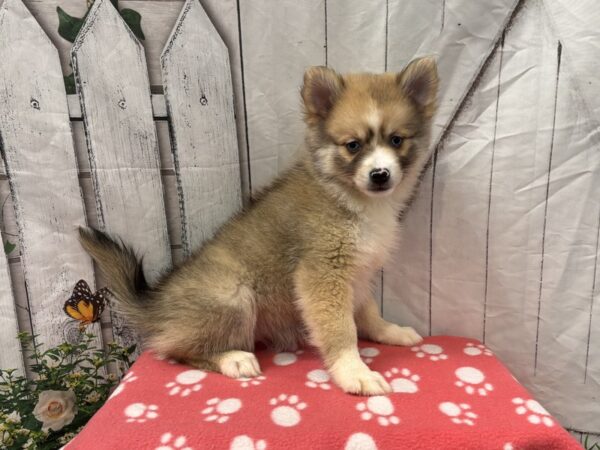 [#2362] Chocolate Merle Female Pomsky Puppies for Sale