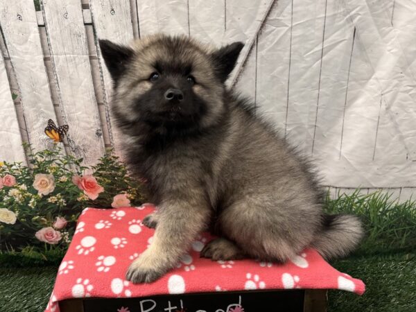 [#2372] Black Silver Male Keeshond Puppies for Sale