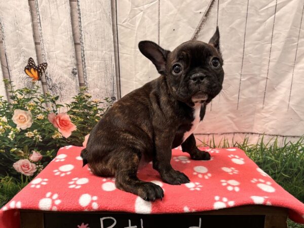[#2378] Brindle Female French Bulldog Puppies for Sale