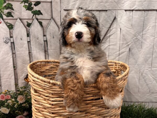 [#2370] Tri-Colored Male Bernedoodle Puppies for Sale